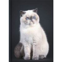 Collins Journal A5 Cats & Dogs